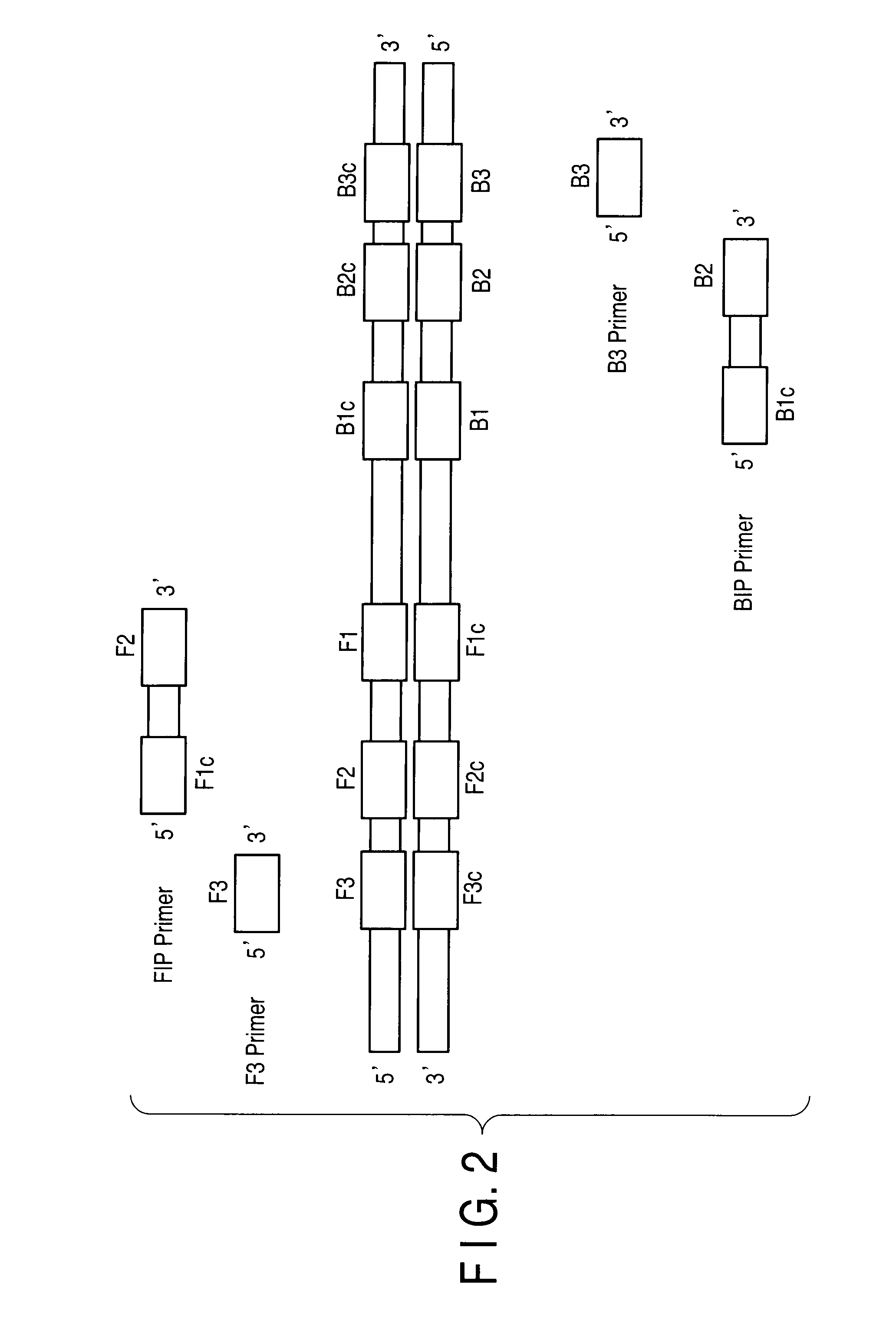 Method of predicting potential severity of hepatitis e, probe sets, and primer sets