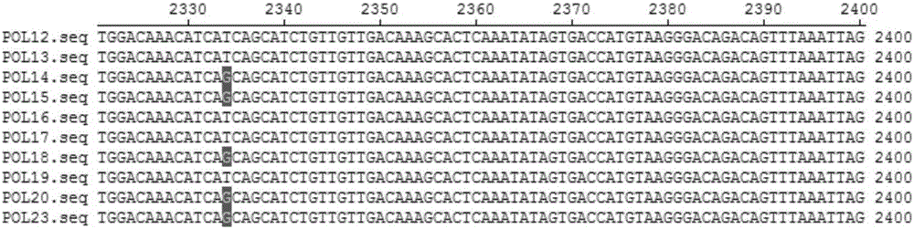 SNP (single-nucleotide polymorphism) marker of wheat grain weight gene TaGS5-3A and application of SNP marker