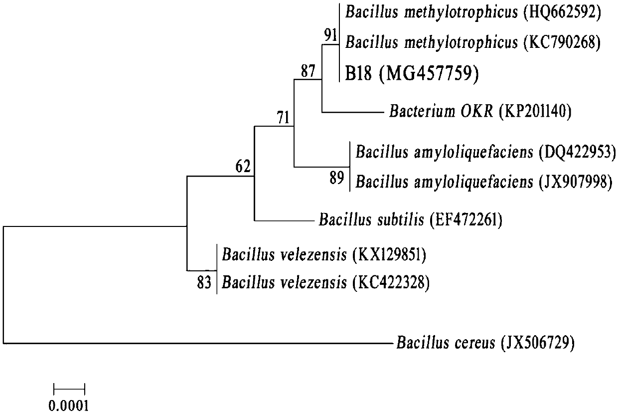 Bacillus methylotrophicus B18 as well as liquid preparation prepared from bacillus methylotrophicus B18 and application of bacillus methylotrophicus B18