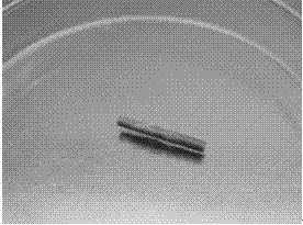 Method for obtaining large number of bambusa glaucophylla regeneration plants through tissue culture