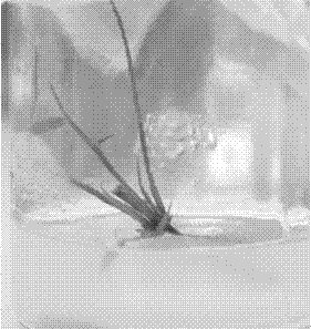 Method for obtaining large number of bambusa glaucophylla regeneration plants through tissue culture