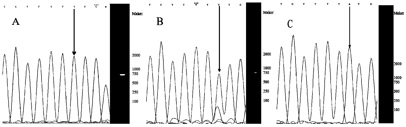 Fast detection method of kdr (Knockdown Resistance) caused by mutation of tetranychus cinabarinus boisdu F1538I
