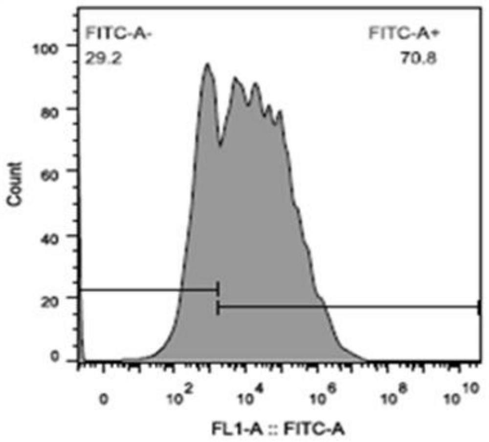 Recombinant retrovirus for primary T cell infection, infection method and application thereof