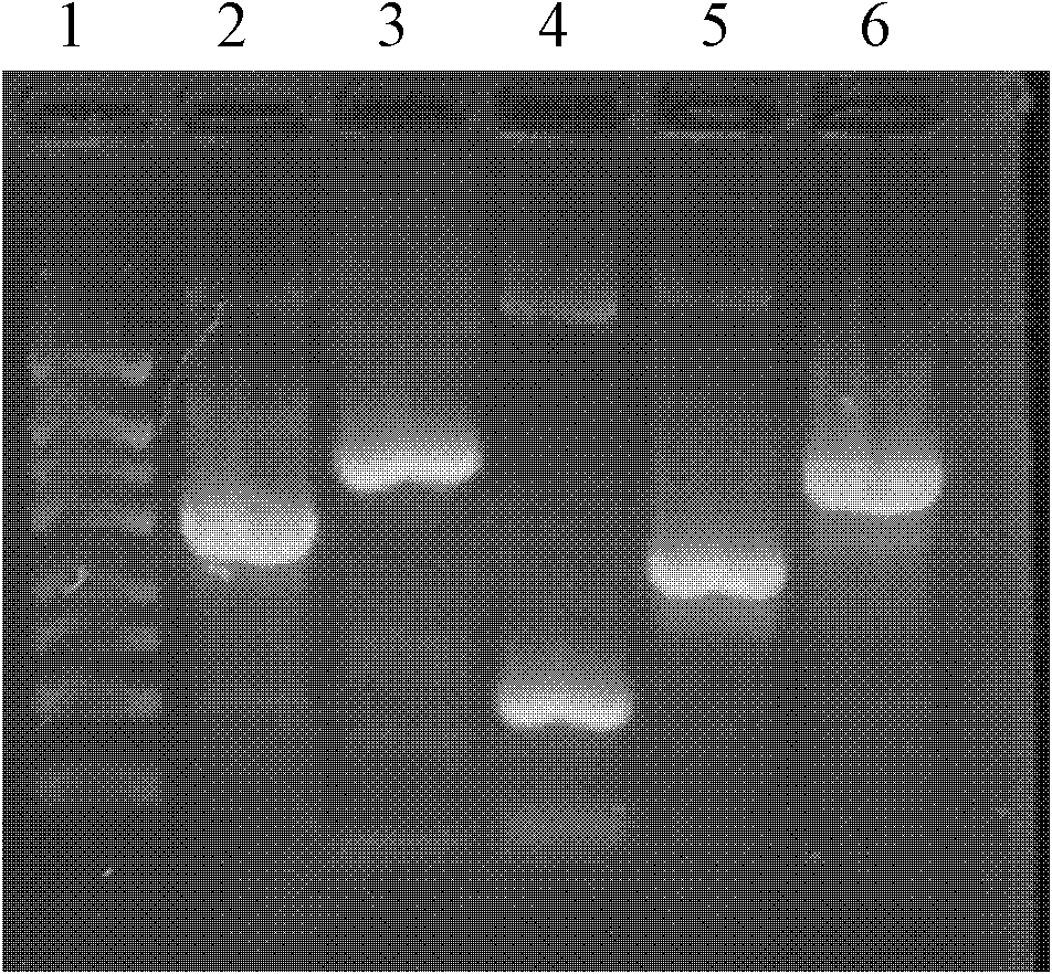 Recombinant Mycobacterium smegmatis vaccine expressing HBHA-IL-12 fusion protein