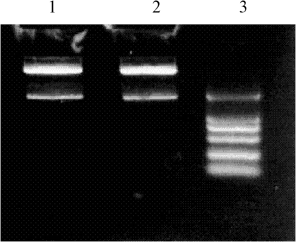 Recombinant Mycobacterium smegmatis vaccine expressing HBHA-IL-12 fusion protein