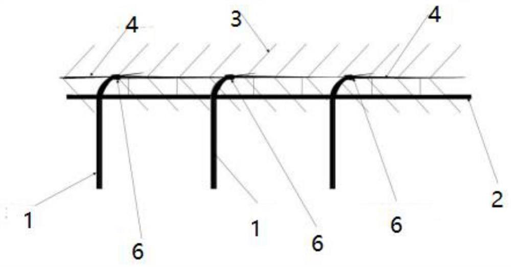 Pear tree planting method