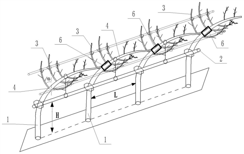 Pear tree planting method