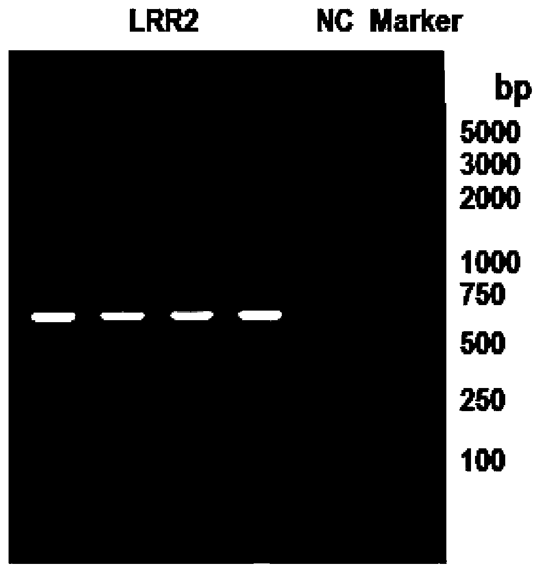 Fusion protein containing leucine-rich repetitive sequence, and preparation method and application thereof