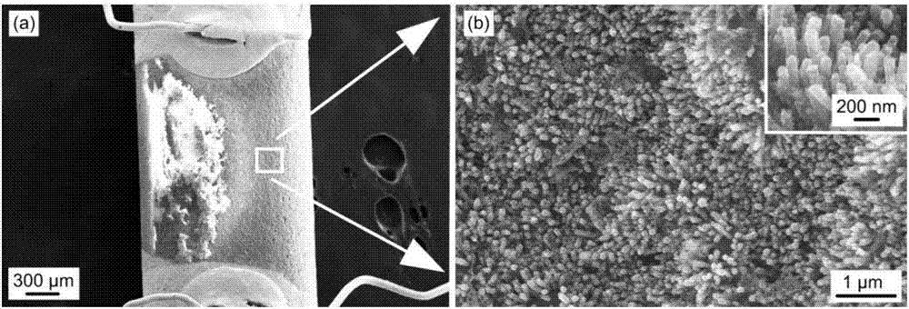 Electrode surface in-situ growth nano ZnO based NO2 sensor