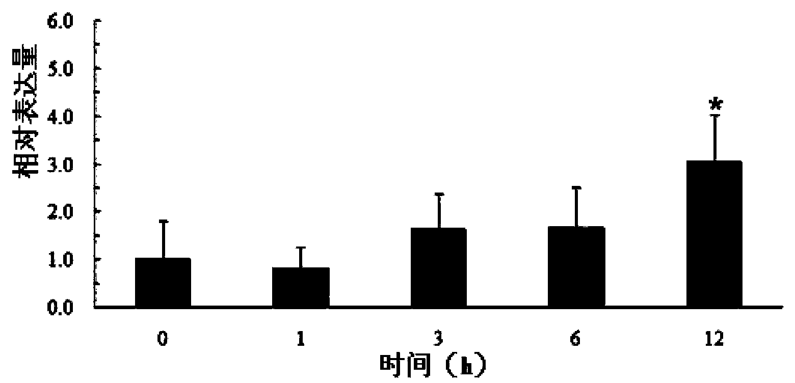 Soybean photosynthesis related gene GmDeg2 and application thereof