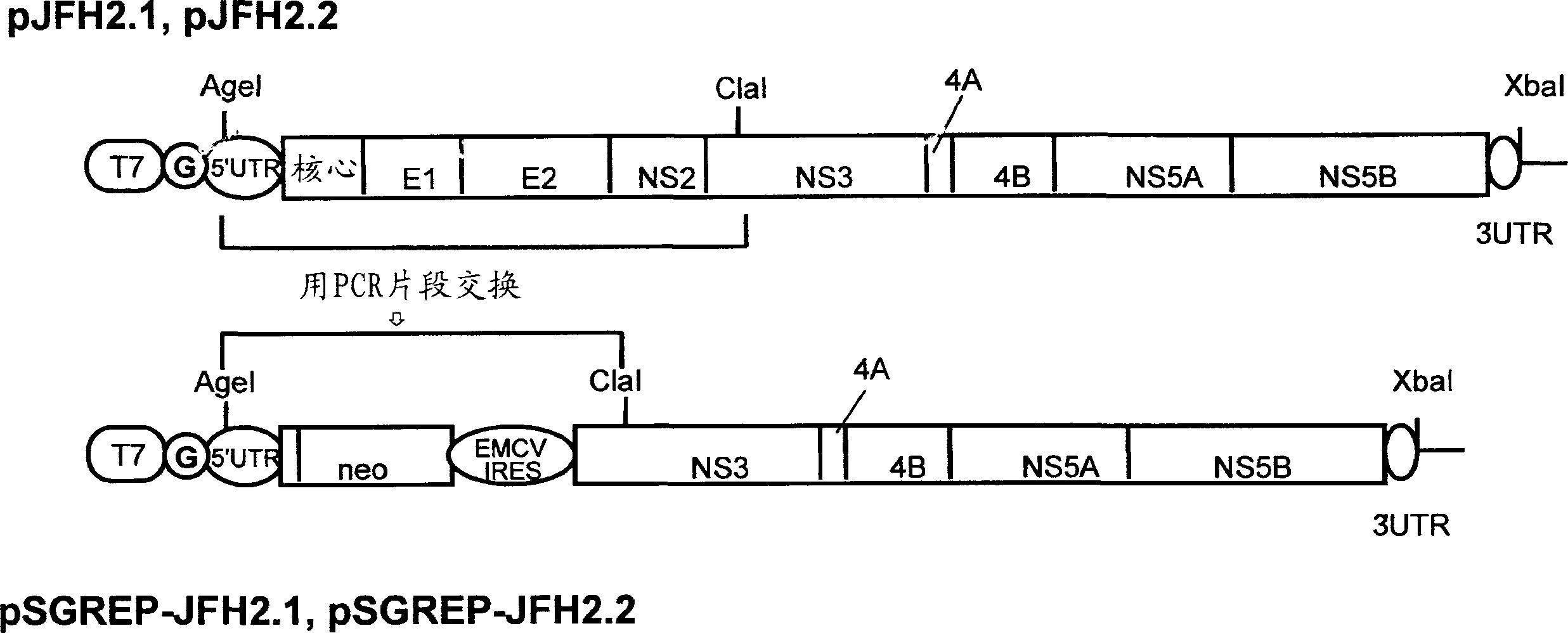 Nucleic acid and gene originating in novel hcv strain and replicon-replicating cell using the gene