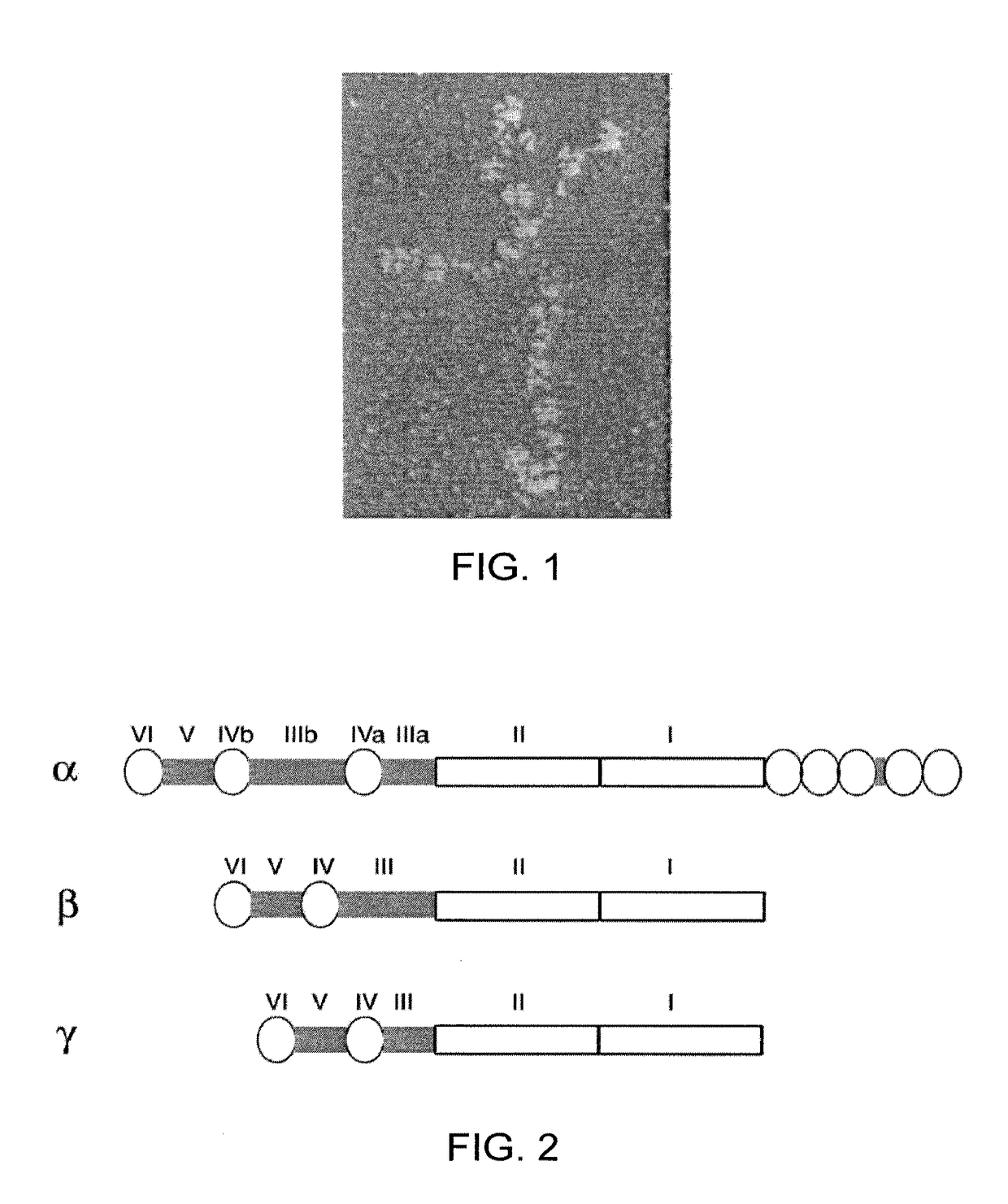 Cell culture medium