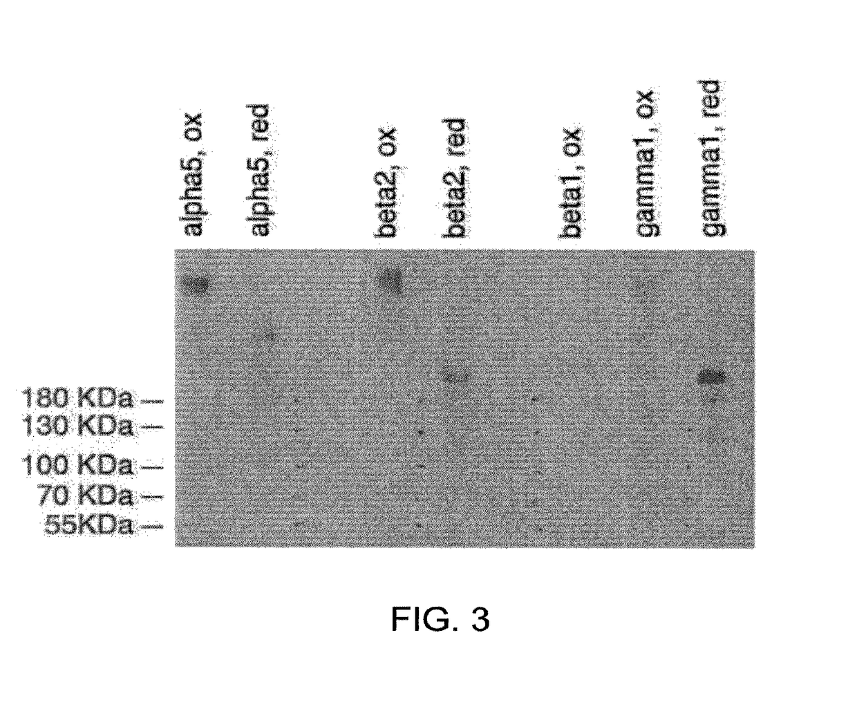 Cell culture medium