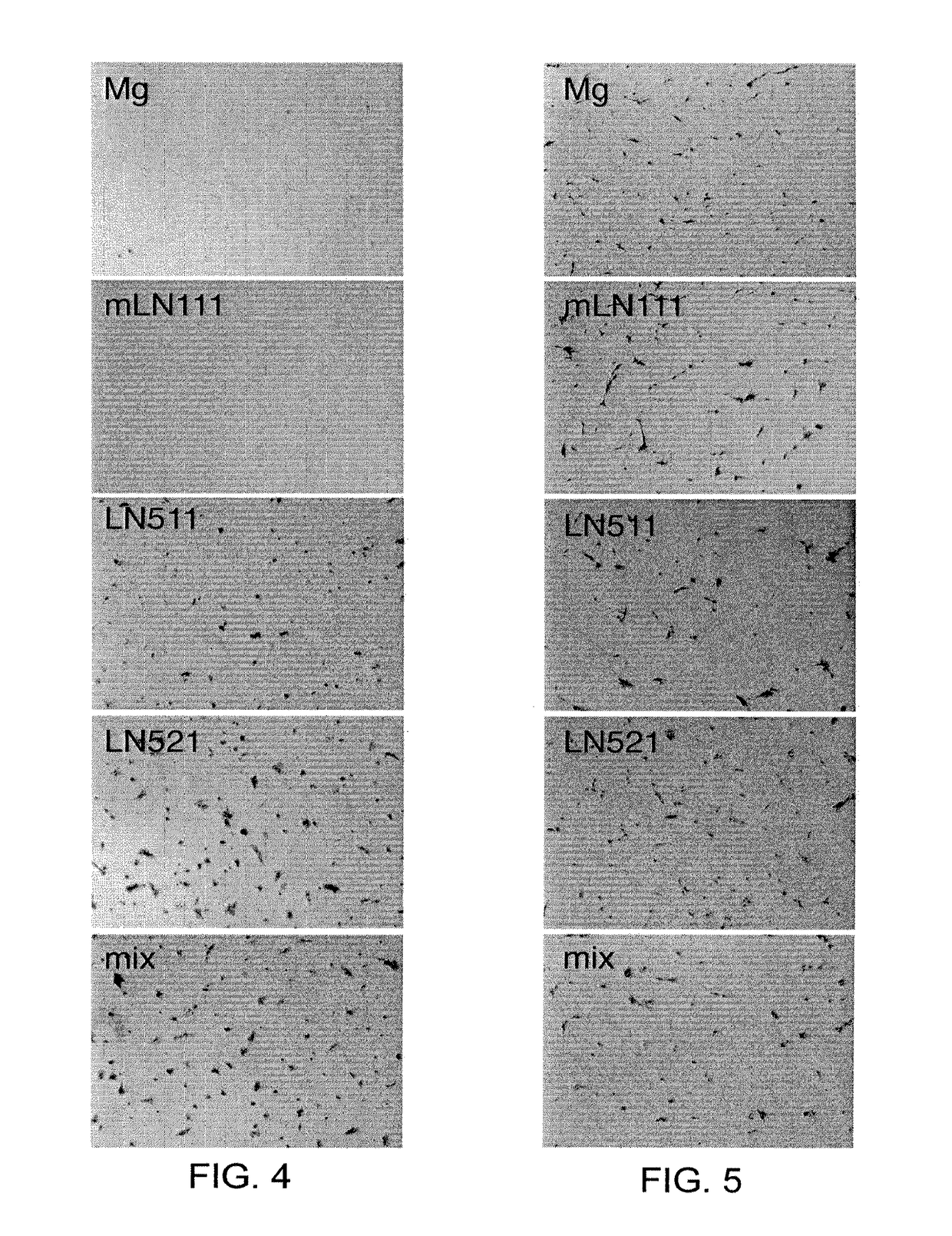 Cell culture medium