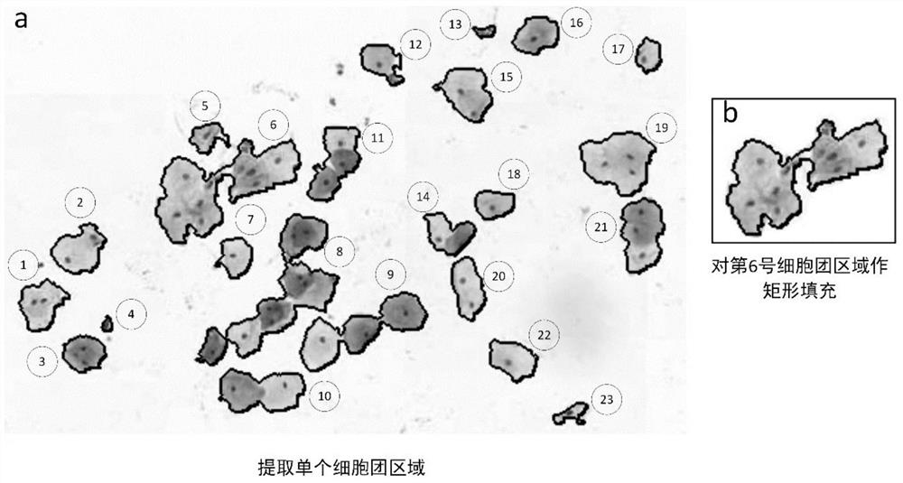 A combined high and low resolution image classification system for cervical cell slices