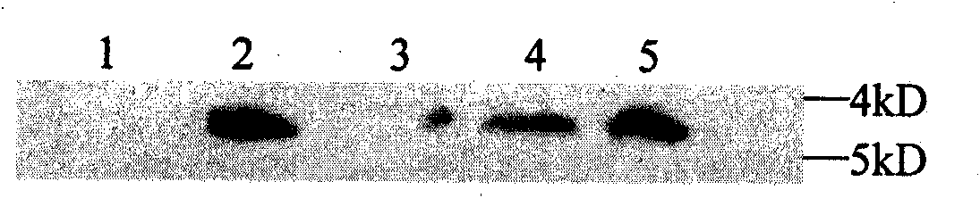 Transformant for reducing weight and fat and preparation method thereof