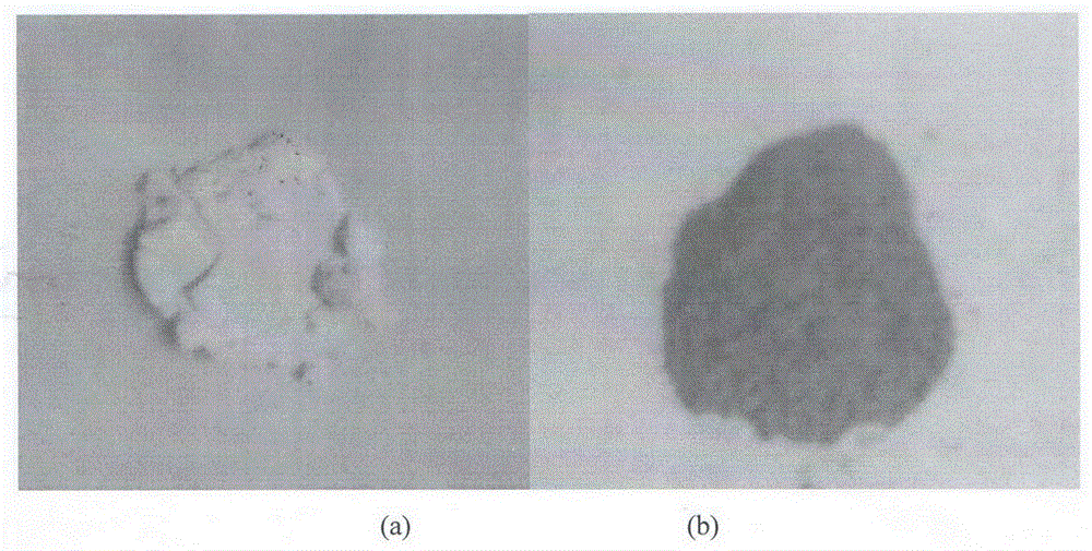 In-situ preparation method of photocatalyst strontium bismuth niobium oxide containing oxygen vacancy defect