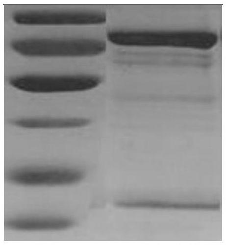 A naked barley feruloyltyramine acyltransferase gene and uses thereof