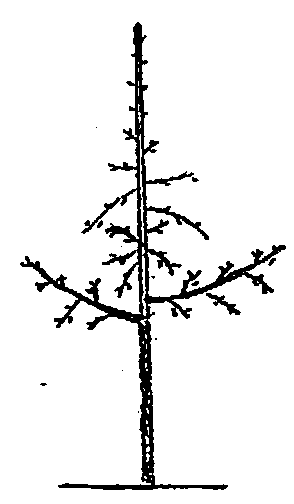 Two-branch one-trunk forming and planting method and reshaping method for apple trees