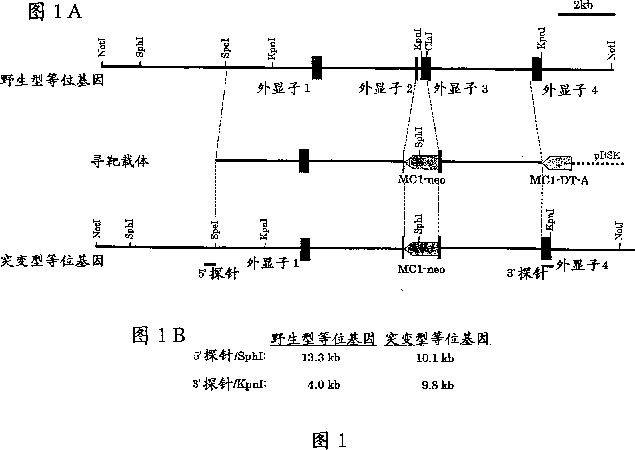 Antibodies specific for glycoprotein VI and methods of producing these antibodies