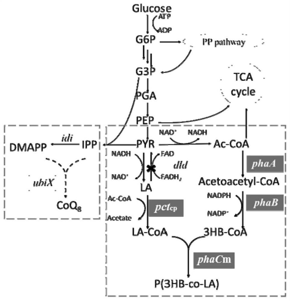 A method for increasing the content of lactic acid component in poly(3-hydroxybutyrate-co-lactic acid) synthesized by Escherichia coli