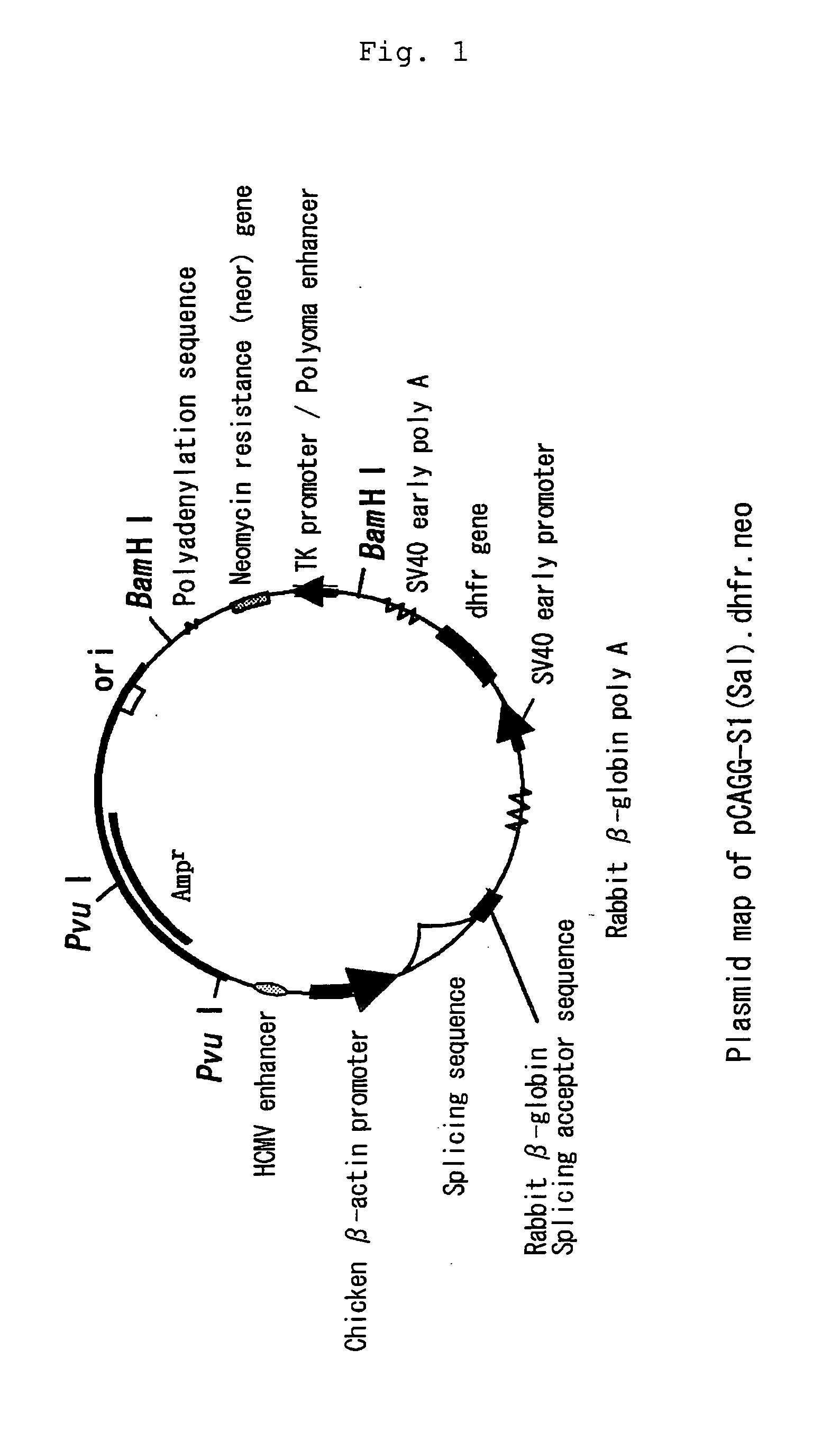 Genetically modified ecarin and process for producing the same