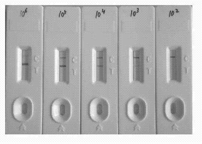 Nucleic acid chromatography detection kit of Candida albicans, detection method and application thereof