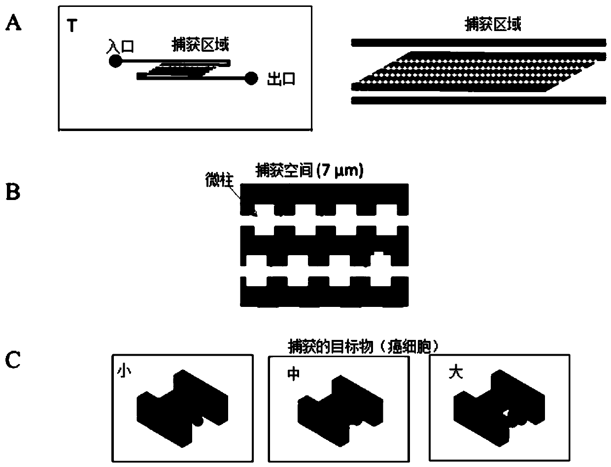 Microfluidic chips and cell screening methods