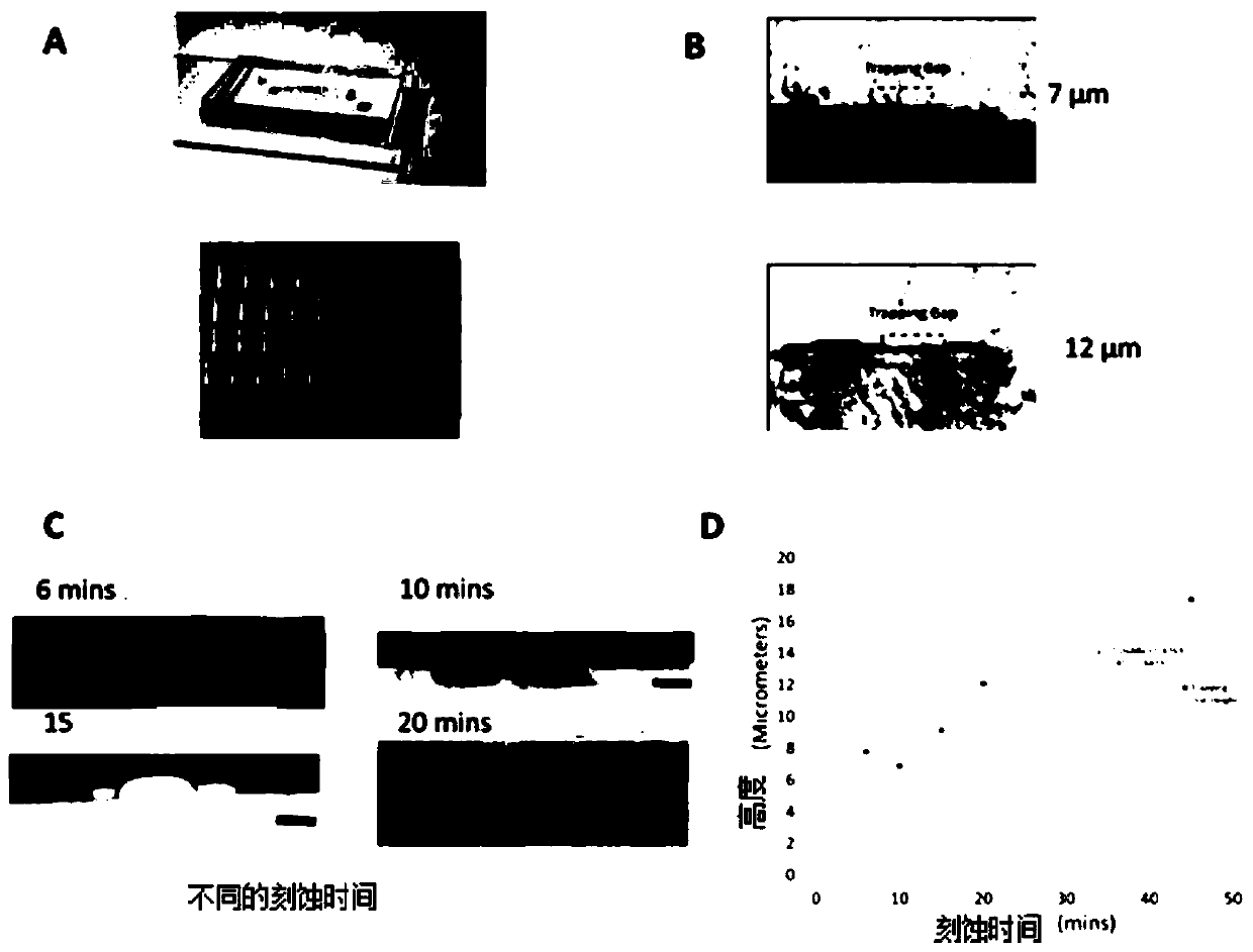 Microfluidic chips and cell screening methods