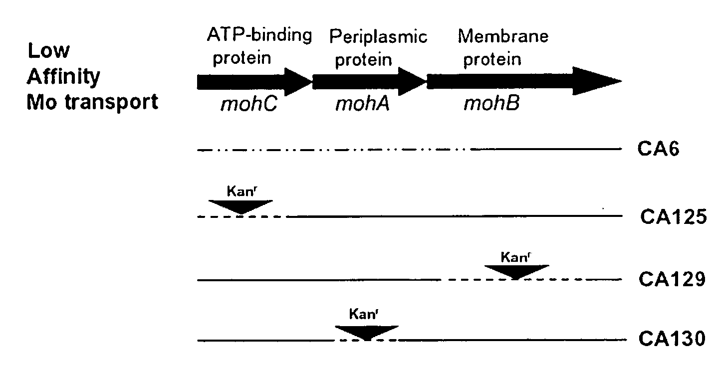 Method of identifying hydrogen evolving diazotrophic bacteria