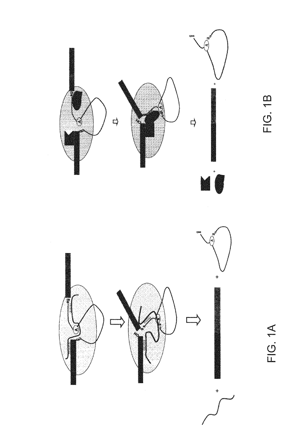 System and method for analyzing splicing codes of spliceosomal introns