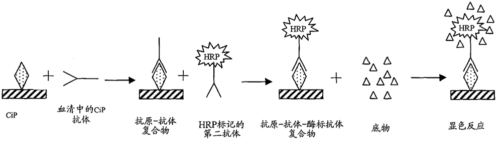 Application of anti-CiP antibody in diagnosis of early rheumatoid arthritis