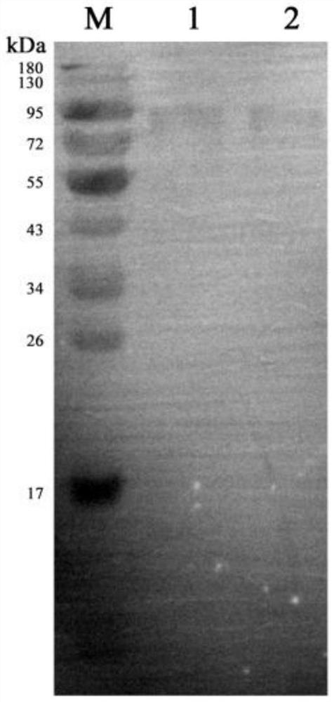 Fluorescence-labeled varicella-zoster virus immunochromatography test paper and application thereof