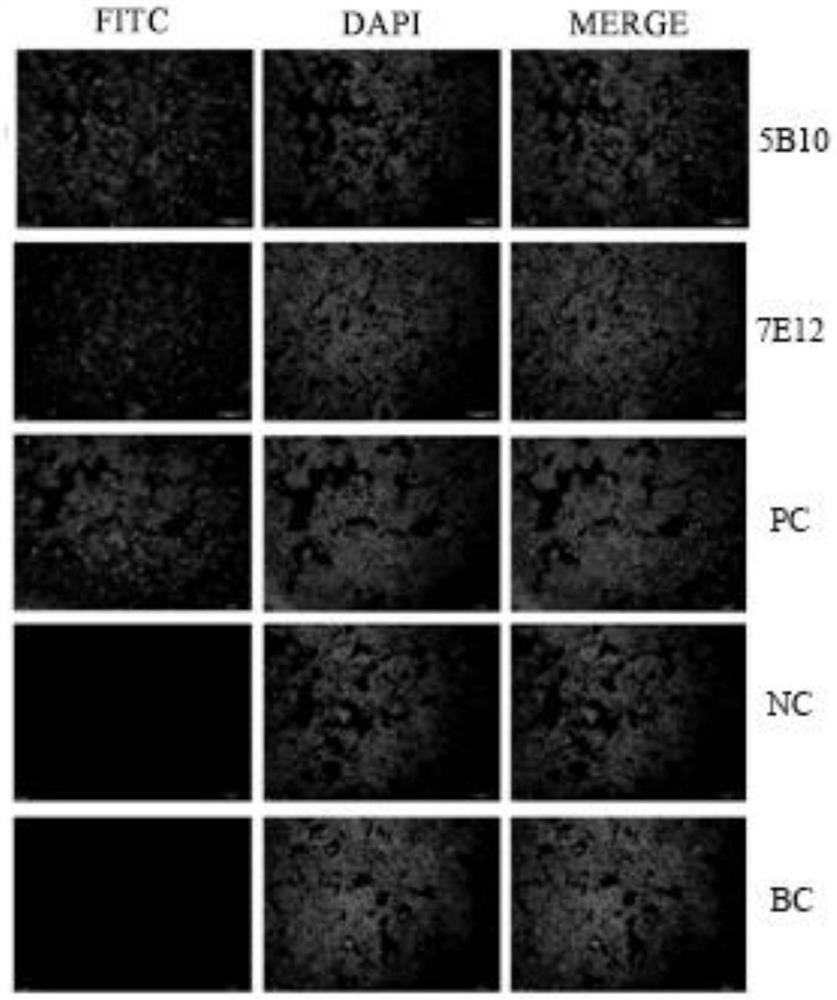 Fluorescence-labeled varicella-zoster virus immunochromatography test paper and application thereof
