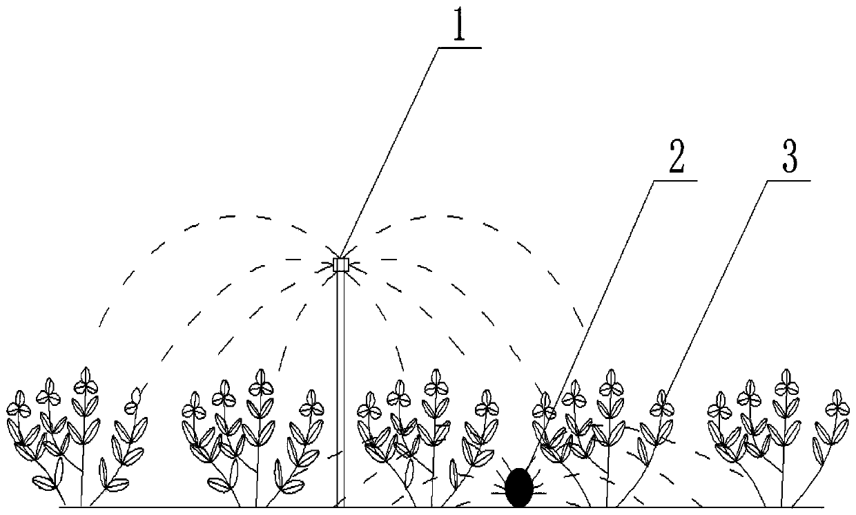 A kind of cultivation method of pasture mixed sowing in arid desert area