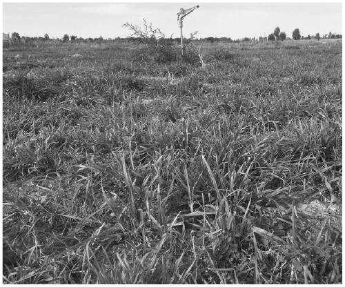 A kind of cultivation method of pasture mixed sowing in arid desert area