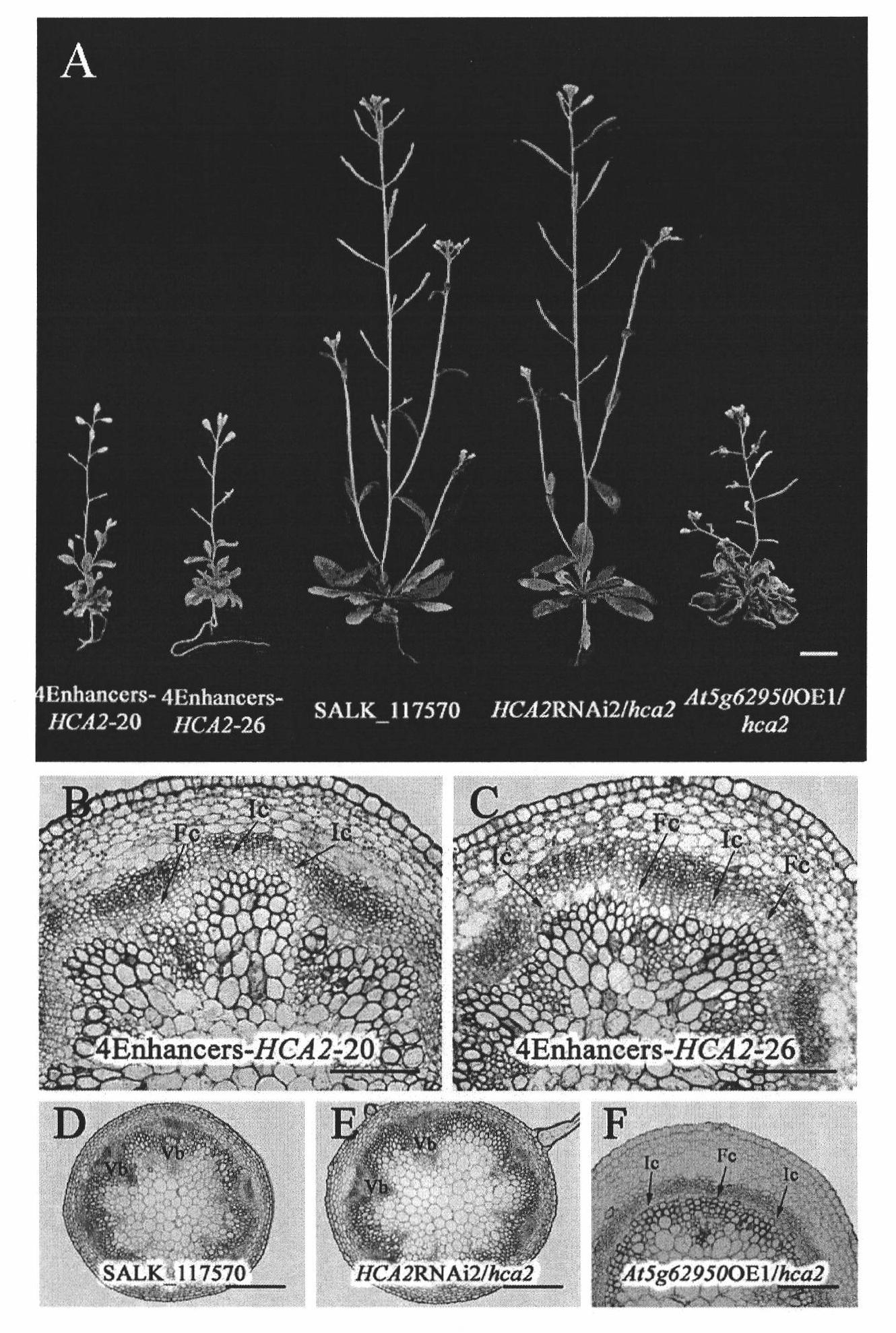 Specific gene controlling growth of Arabidopsis vascular bundle and application thereof