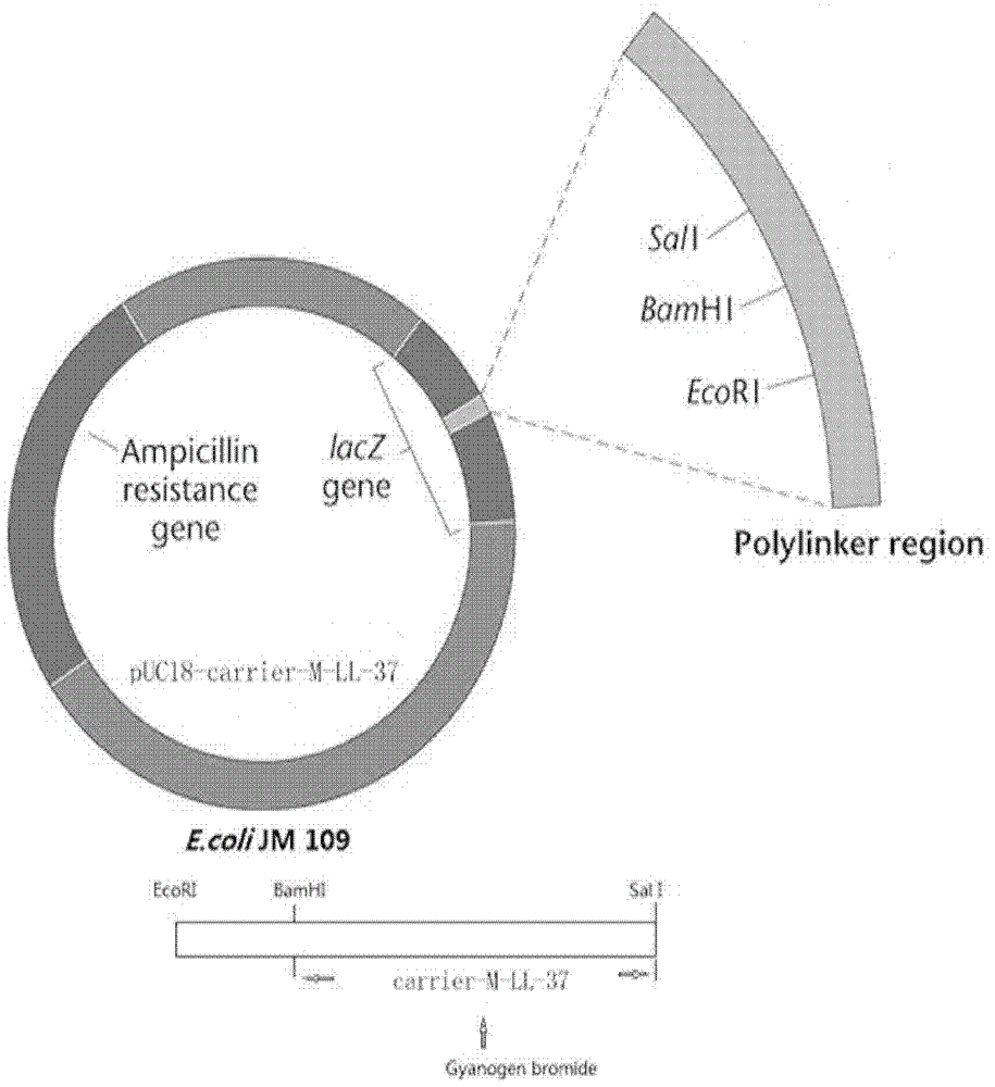 Genetic engineering expression of cecropin 11-37 and its preparation method and use