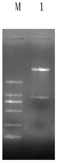Eimeria tenella conserved protein Et CHP39 gene and application thereof