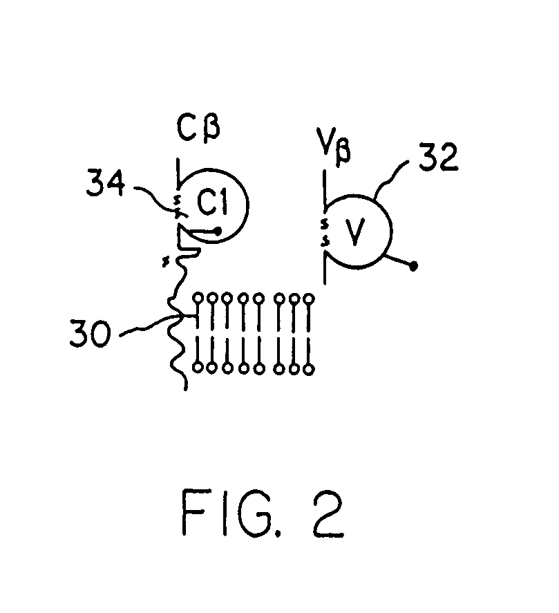 Methods for identifying or diagnosing carcinoma cells with metastatic potential based on the measurement of lymphoid genes or their products in carcinoma cells