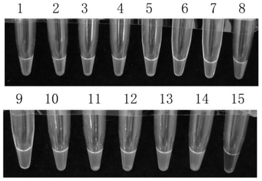 A kind of loop-mediated isothermal amplification primer composition and application thereof for detecting glyospora anthracnose