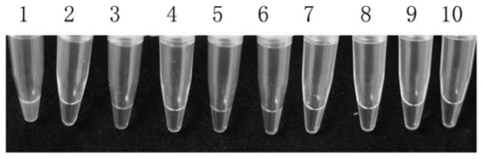 A kind of loop-mediated isothermal amplification primer composition and application thereof for detecting glyospora anthracnose