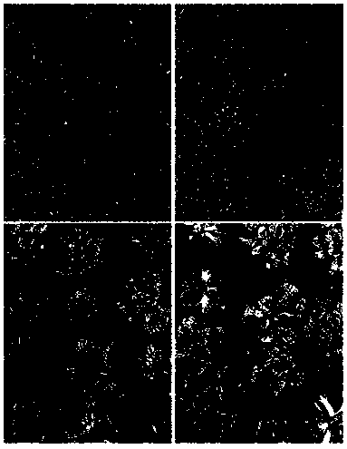 Montan wax resin multifunctional liquid mulching film and preparation method thereof