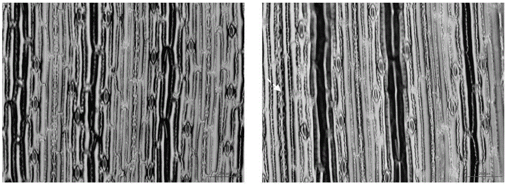 Method for cultivating octoploid lowland type switchgrass