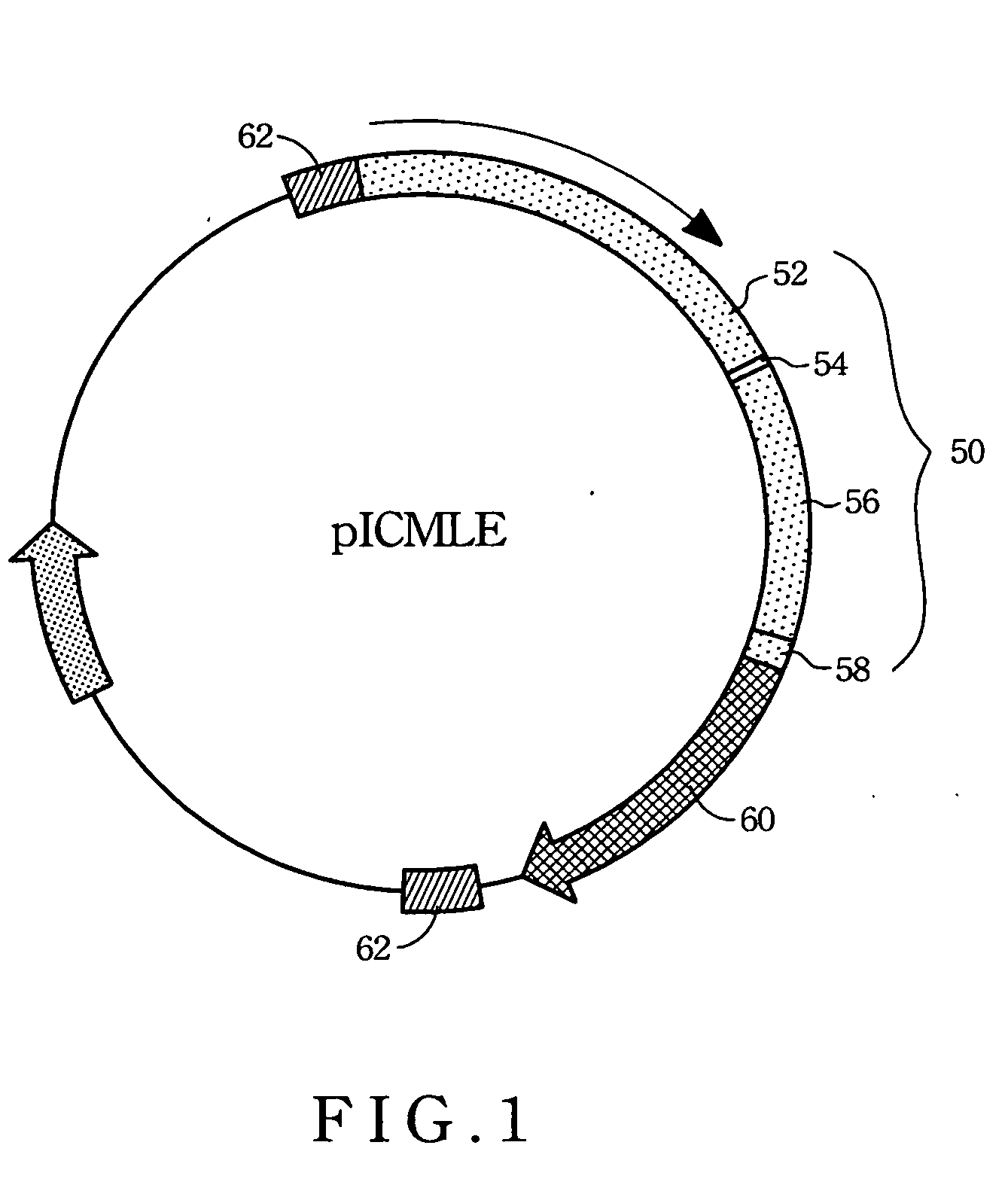 Method for producing heart-specific fluorescence of non-human eukaryotic animals