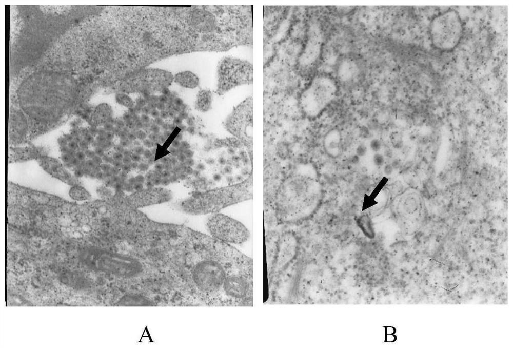 Cold-adapted strain GCRV-GD108ca of grass carp reovirus type II and application thereof