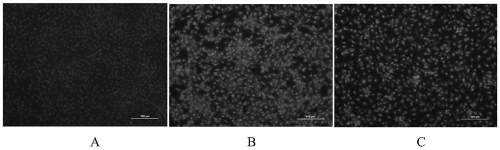 Cold-adapted strain GCRV-GD108ca of grass carp reovirus type II and application thereof