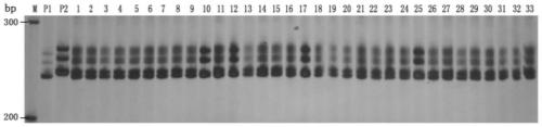 Specific Marker and Method for Purity Identification of Balsam pear Changlv 2 Hybrid Seeds