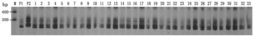 Specific Marker and Method for Purity Identification of Balsam pear Changlv 2 Hybrid Seeds