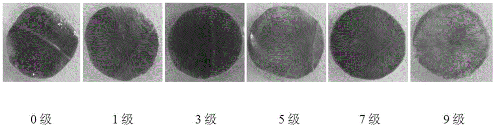 Method for identifying heat resistance of capsicum by utilization of in vitro leaf disk
